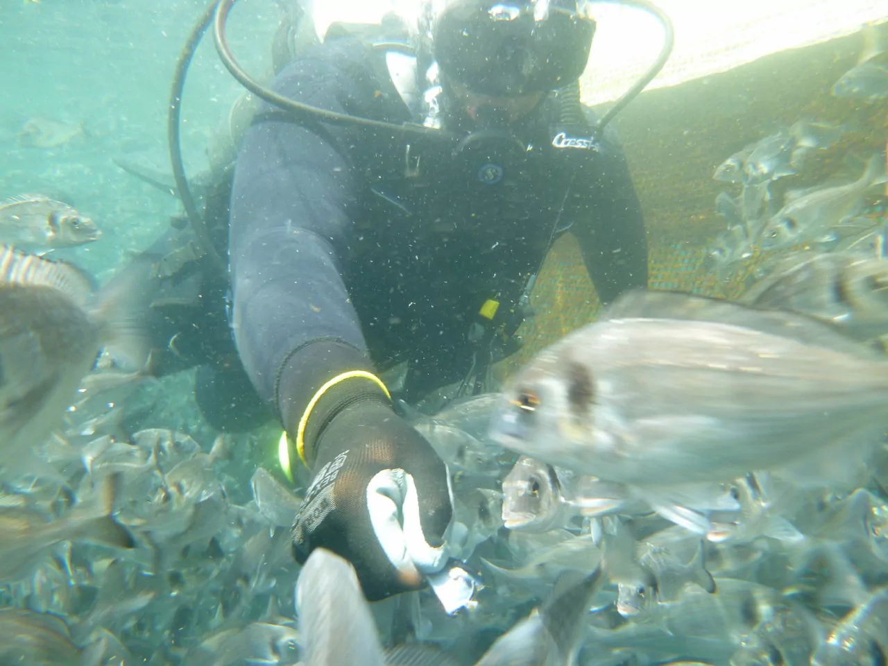 Aquaculture Diving